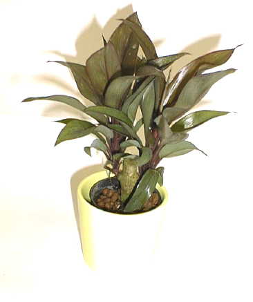 コルディリネ パープルコンパクタの育て方 観葉植物 種類別 検索図鑑 ブルーミングスケープ